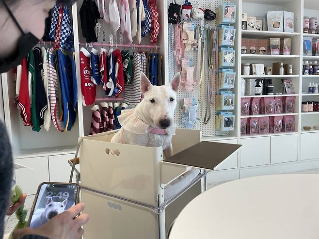 포즈를 취하는 반려견 [촬영 김세린]