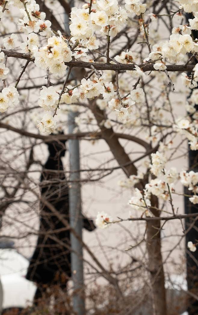 근대골목 초입의 동상과 매화  [사진/성연재 기자]