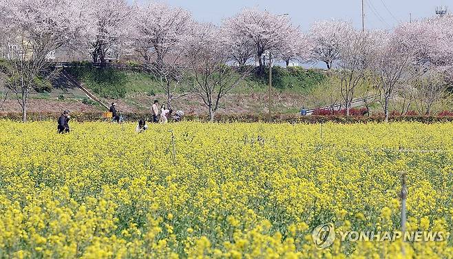 창녕 유채 구경 (창녕=연합뉴스) 김동민 기자 = '제21회 창녕 낙동강유채축제' 개막을 하루 앞둔 8일 오후 경남 창녕군 남지읍 창녕 낙동강 유채단지에서 상춘객이 봄기운을 만끽하고 있다. 2026.4.8 image@yna.co.kr