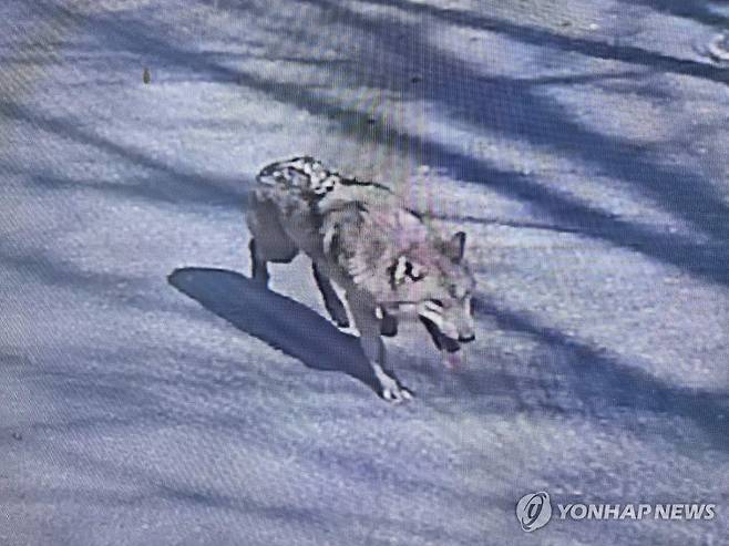 오월드 탈출해 거리 배회하는 늑대 (대전=연합뉴스) 8일 오전 9시 30분께 대전 중구 사정동 오월드에서 늑대 1마리가 탈출했다. 오월드와 중구, 경찰, 소방 당국 등은 합동으로 수색 및 포획 작업에 나서고 있다. 늑대는 현재 오월드 밖 근처 사거리까지 나간 것으로 확인됐다. 사진은 거리를 배회하는 늑대. 2026.4.8 [대전소방본부 제공. 재판매 및 DB 금지] swan@yna.co.kr