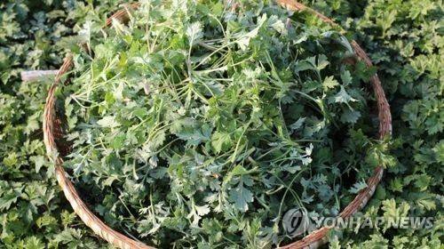 거문도 해풍 쑥 [전남도 제공]