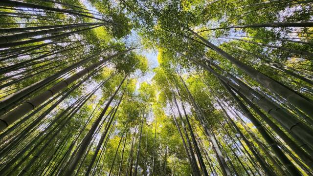 400년 전부터 남평 문씨 일가가 9대째 가꿔온 부산 기장군 아홉산숲. 맹종죽으로 조성된 만평대숲의 대나무들이 하늘을 빼곡히 메우고 있어 장관이다.