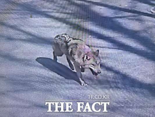 8일 대전 오월드에서 탈출한 늑대가 오월드 사거리 인근에서 목격된 모습. /대전소방본부