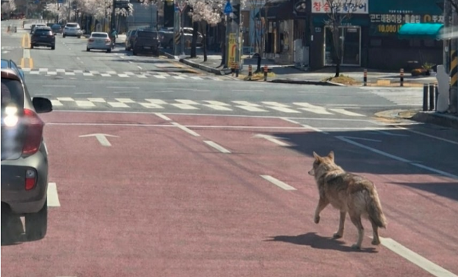 오월드 탈출해 거리 배회하는 늑대. 대전소방본부 제공