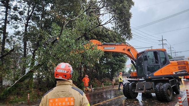 오늘(9일) 오전 제주시 구좌읍 가로수 전도 안전조치 현장 (제주소방안전본부 제공)