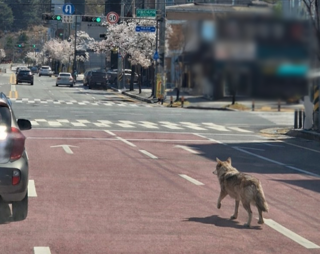 오월드 인근 도로에서 발견된 ‘늑구’ (사진 제공: 대전소방본부)
