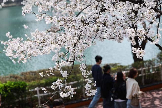 서울 송파구 석촌호수에 벚꽃이 만개해 있다. 사진=연합뉴스