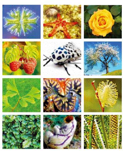 새와 나무와 돌멩이의 지적 세계>는 ‘인간의 것’으로만 치부되는 지능 개념을 확장해 인간과 비인간 존재의 공존을 위한 독특한 시각을 제시한다. 저마다의 존재 방식(Ways of Being·책의 원제)에 따라 인간과 동물, 식물 등 모두가 지능을 가진다고 본다. 위키미디어 커먼즈