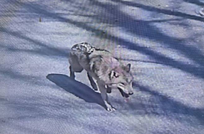 지난 8일 오전 9시30분 대전 중구 사정동 오월드에서 늑대 1마리가 탈출했다. 오월드와 중구, 경찰, 소방 당국 등은 합동으로 수색 및 포획 작업에 나서고 있다. 연합뉴스&nbsp;