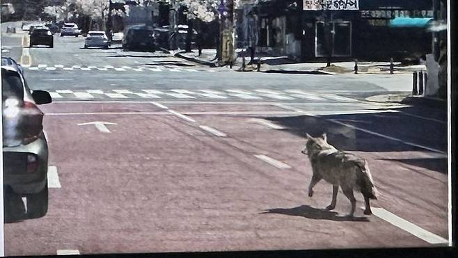 [대전=뉴시스]대전 오월드를 탈출한 늑대. 2026. 04. 09 photo@newsis.com *재판매 및 DB 금지