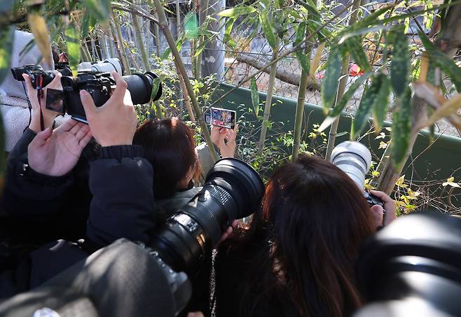 지난해 11월 시베리아 새끼 호랑이 ‘설호’가 관람객에게 첫 공개됐다.&nbsp; 경기 과천시 서울동물원 맹수사 호랑이 방사장에 관람객들이 설호를 기다리고 있다. 뉴시스