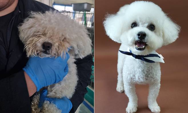 반려견 ‘하루’의 구조&nbsp;직후와 입양 전 모습. 경기도 제공