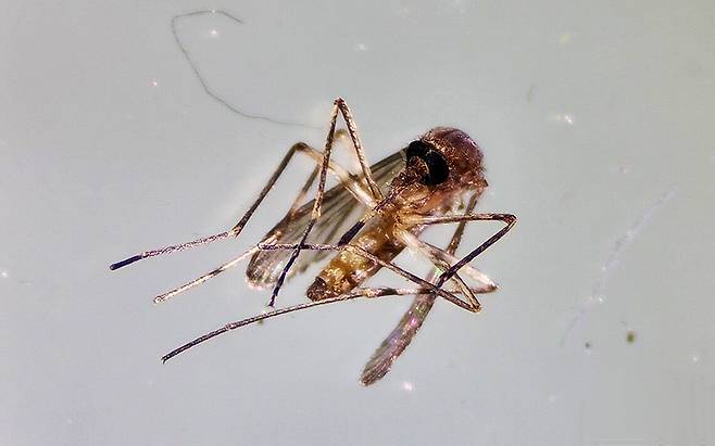 지난달 제주에 이어 호남권에서도 일본뇌염 매개 모기가 처음으로 발견되면서 보건당국에 비상이 걸렸다. 뉴스1