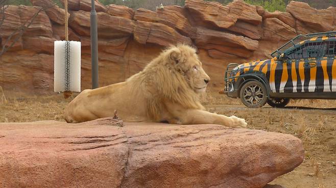 사냥 나간 암사자들을 기다리며 포스를 뿜고 있는 수사자의 위용. 그런데 현실은 상상과 달랐다.