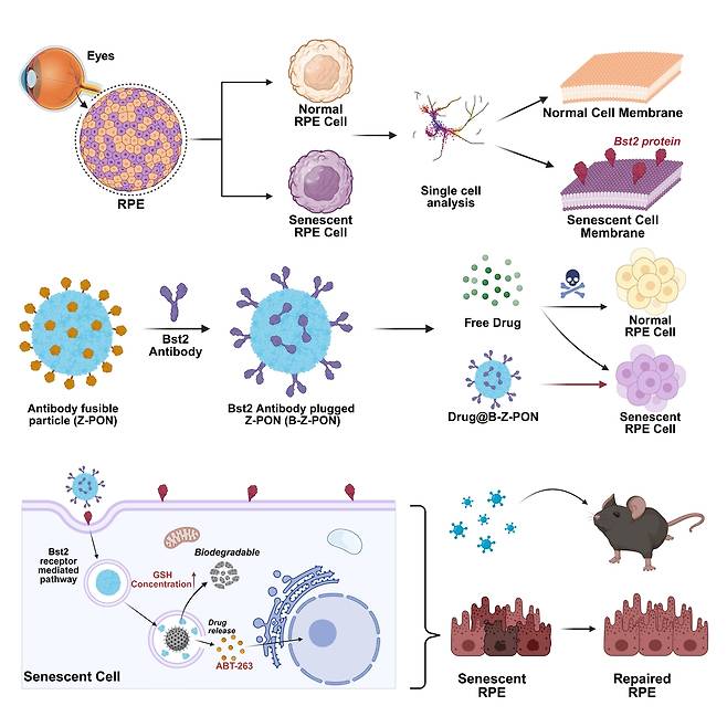 연구 그림 노화된 망막색소상피세포만을 표적으로 세놀리틱스 약물을 전달하는 나노 입자. [울산과학기술원 제공. 재판매 및 DB 금지]