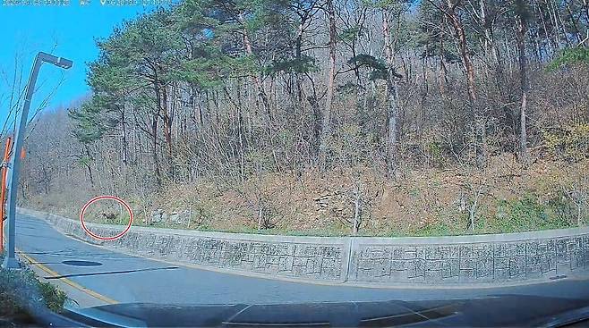 8일 오전 9시 30분 오월드 인근 도로 차량 블랙박스에 찍힌 늑구 추정 개체  [독자 박현주씨 제공. 재판매 및 DB 금지]