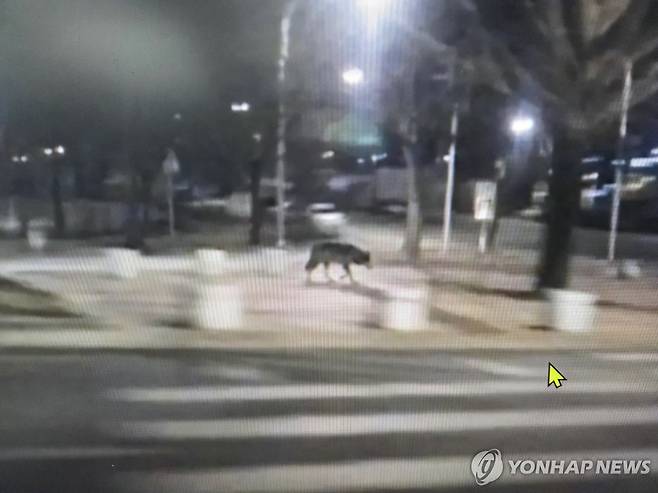 늑대탈출 관련 허위 신고 사진 지난 8일 오후 대전 서구 복수동 성당 인근에서 발견된 대전오월드 늑대사진. 당국 조사결과 허위일 가능성이 높은 것으로 드러났다. [대전시 제공. 재판매 및 DB 금지]