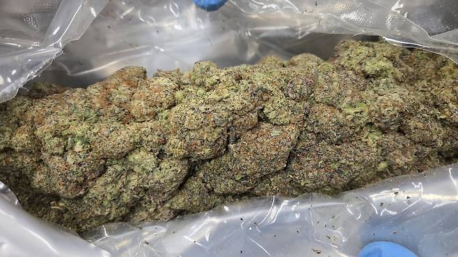 ▲ 대마 비닐팩 개봉. /사진제공=마약범죄 정부합동수사본부