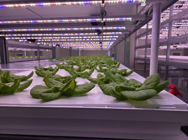 ▲스마트팜에서 버터헤드를 재배하고 있다. 사진=송민규 기자