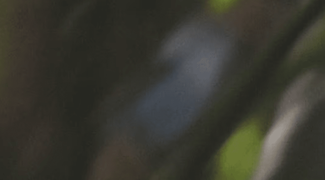 넓은부리요정굴뚝새 (사진 Search for Lost Birds/Daniel Hoops/Royke Mananta)