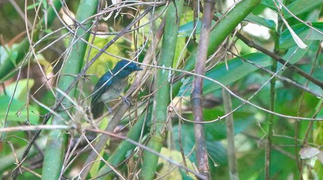 붉은가슴파랑딱새 (사진&nbsp;Search for Lost Birds/Martin Kennewell)