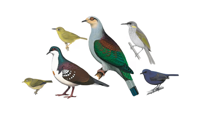 '사라진 새 찾기(Search for Lost Birds)' 프로젝트는 야생에서 사진·음원·유전자 기록이 10년 이상 존재하지 않는 조류 종을 '사라진 새'로 정의하고 목록을 관리한다. (자료&nbsp;The Cornell Lab/Birds of the World)