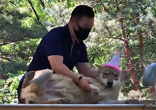 사육사와 교감하고 있는 늑대(오월드 유튜브 갈무리) ⓒ 뉴스1