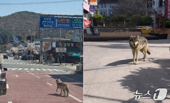 오월드 늑대 탈출 초기 소방당국에 제보된 사진(왼쪽)과 대전 서구 괴정동 일대에 늑대가 나타났다며 제공된 제보사진. 모두 합성 이미지로 추정된다. (재판매 및 DB금지) /뉴스1
