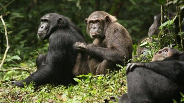 내전 이전에는 서로 다른 사회 집단에 속한 침팬지들은 교류하곤 했다.(사진 제공=존 미타니)