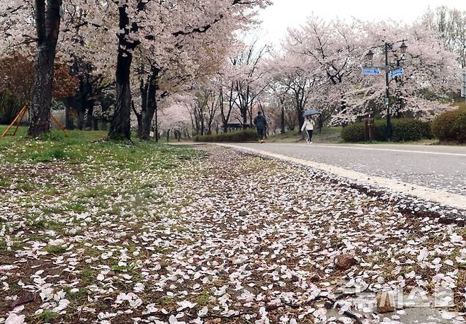 비바람에 떨어진 벚꽃 잎들. /뉴시스