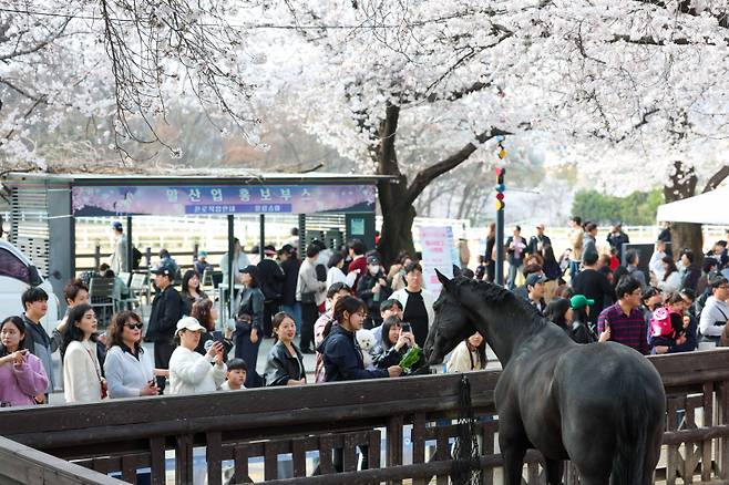렛츠런파크 서울 벚꽃축제 현장 모습. 사진=한국마사회