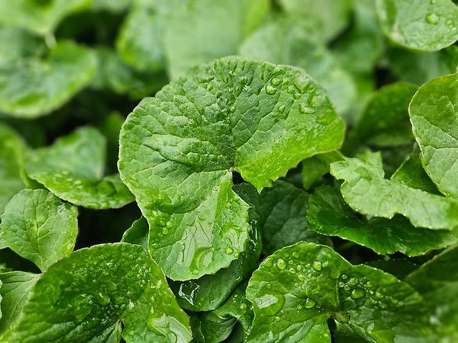 제주에서 자라는 병풀 30여 종을 개량해 탄생한 자이언트 병풀. 생병풀 원물 그대로 화장품 원료로 가공된다. 사진 리만코리아