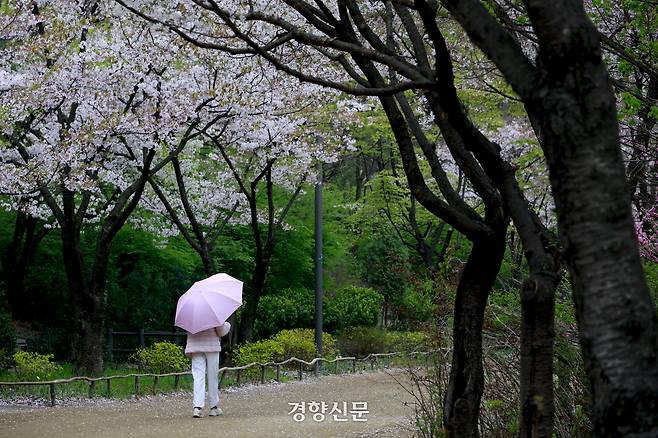 봄비가 내린 지난 9일 서울 성동구 서울숲에서 한 시민이 산책하고 있다. 문재원 기자