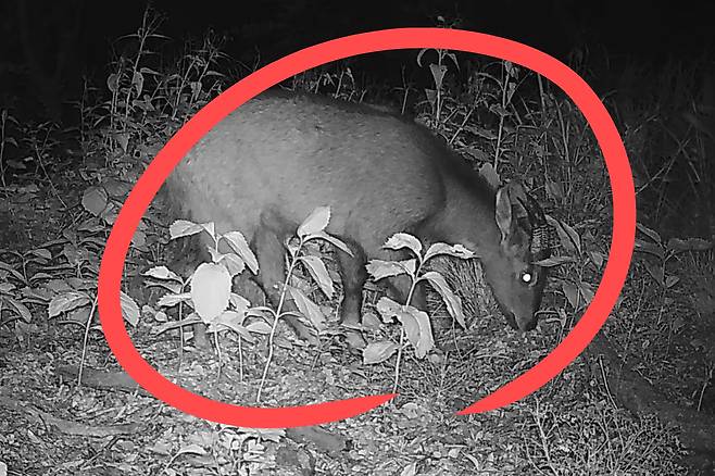 경북 주흘산에서 포착된 산양.[녹색연합 제공]