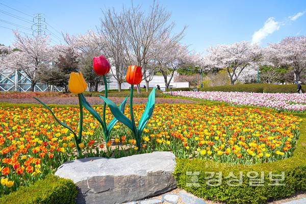튤립이 활짝핀 울산대공원