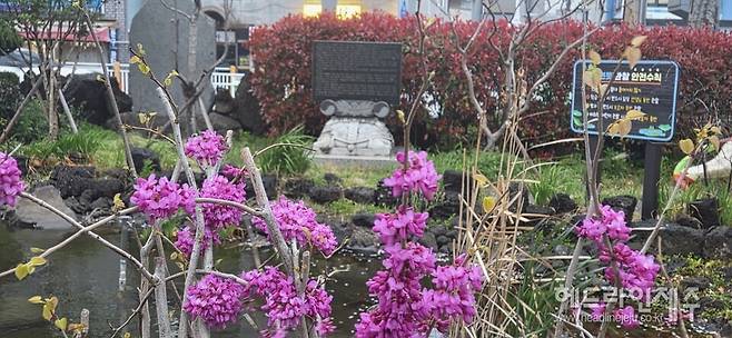 만개한 박태기나무 꽃. (사진=강철수)