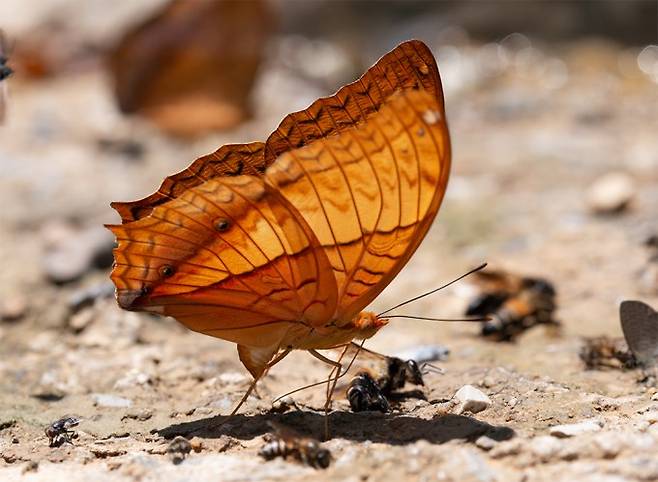 애벌레를 먹고 있는 나비. 게티이미지뱅크 제공