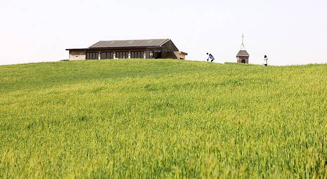드라마 '그해 우라는' '이재, 곧 죽습니다' 촬영지인 충남 보령시 천북면의 청보리밭. [사진 보령시]