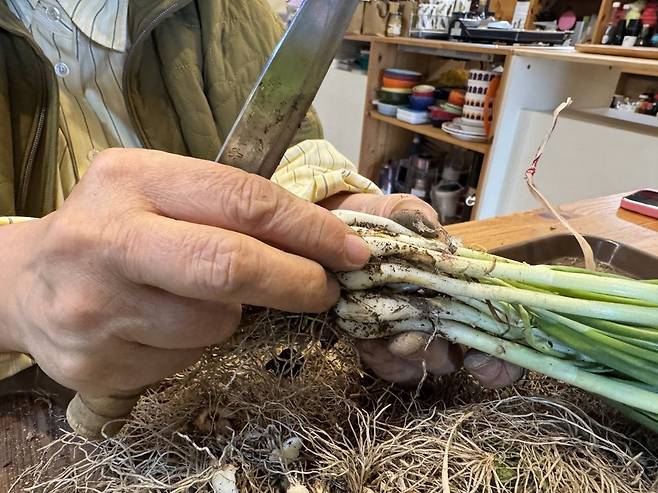 이날 만든 김치에 사용된 쪽파를 다듬고 있는 고씨. “봄에 나오는 쪽파는 여리여리하고 예쁘다”고 말하는 고씨의 손길은 능숙하면서도 애정이 깃들어 있었다.