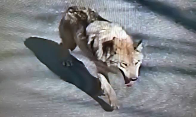 지난 8일 오전 대전 오월드 사파리에서 탈출한 늑대 ‘늑구’의 모습. [연합뉴스]