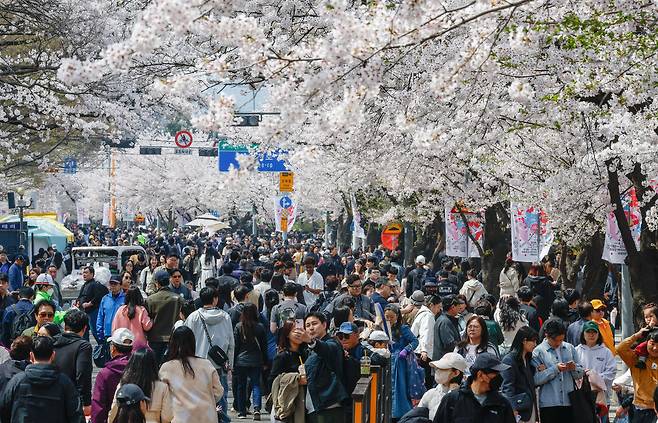 5일 서울 여의도 국회 앞 윤중로 벚꽃길에서 '영등포 여의도 봄꽃 축제'가 열린 가운데 시민들이 만개한 벚꽃을 구경하고 있다. 최상수 기자