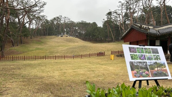 지난 11일 경기 남양주 사릉에서 능침을 바라본 모습. 사릉은 단종비인 정순왕후가 1521년 세상을 떠나자 단종의 누나 경혜공주의 시댁인 해주 정씨 집안 묘역에 마련됐고, 단종이 복위된 이후 왕릉 제도에 맞게 다시 조성됐다. 연합뉴스