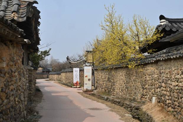 산수유 꽃이 내려앉은 창평 삼지내 마을 돌담길. /최현배 기자