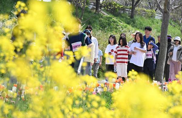 창녕군과 (사)창녕낙동강유채축제위원회, 경남도민일보가 함께한 제9회 창녕 유채꽃 라디엔티어링 행사가 창녕군 남지읍 낙동강변 유채단지에서 열렸다.걷기대회 참가자들이 노란 꽃물결을 따라 걷고 있다./김구연 기자