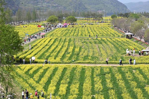창녕군과 (사)창녕낙동강유채축제위원회, 경남도민일보가 함께한 제9회 창녕 유채꽃 라디엔티어링 행사가 창녕군 남지읍 낙동강변 유채단지에서 열렸다.걷기대회 참가자들과 관광객들이 노란 꽃물결 사이를 걷고 있다./김구연 기자