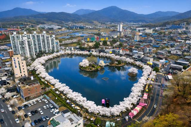 김천시 인구의 2배를 넘는 30만명의 방문객이 몰린 연화지 벚꽃축제 모습.김천시 제공