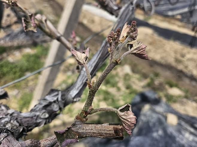 저온피해를 입은 포도나무 신초. /곽인규 기자
