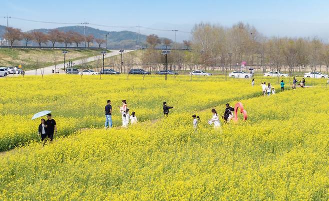 ▲ 낙동강 체육공원의 만발한 유채꽃 단지에서 시민들이 즐거워 하고 있다. 사진은 지난해 모습. 구미시