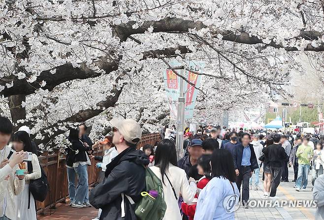 청주시 벚꽃축제 '성료' (청주=연합뉴스) 청주시는 무심천 일원에서 지난 4일부터 이어진 '2025 벚꽃축제'가 6일 마무리됐다고 밝혔다. 2025.4.12 [청주시 제공. 재판매 및 DB 금지] vodcast@yna.co.kr