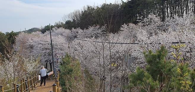 ▲꽃가람루에서 본 축제장 모습. 이번 축제는 단순한 꽃구경 위주의 일회성 행사를 벗어나, 관람객이 현장에 머물 수 있도록 유도한 공간 설계가 주효했다는 평가다. /홍성용 기자 syh224@incheonilbo.com